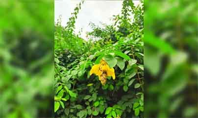 ঢাকা নিউজ পত্রিকা online news portal bangladesh